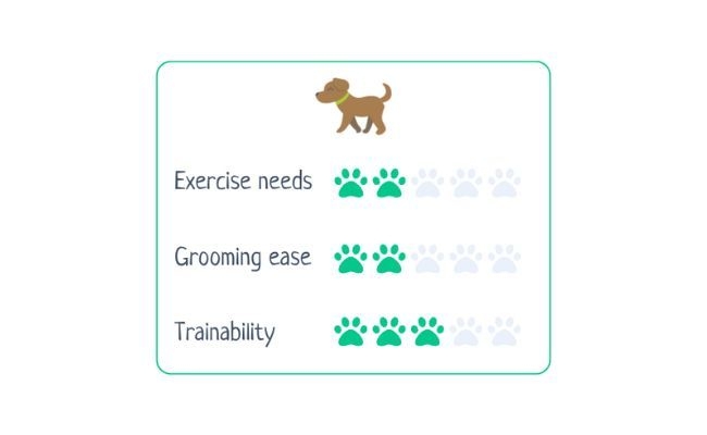 Brussels Griffon  Exercise Needs 2/5 Grooming Ease 2/5 Trainability 3/5