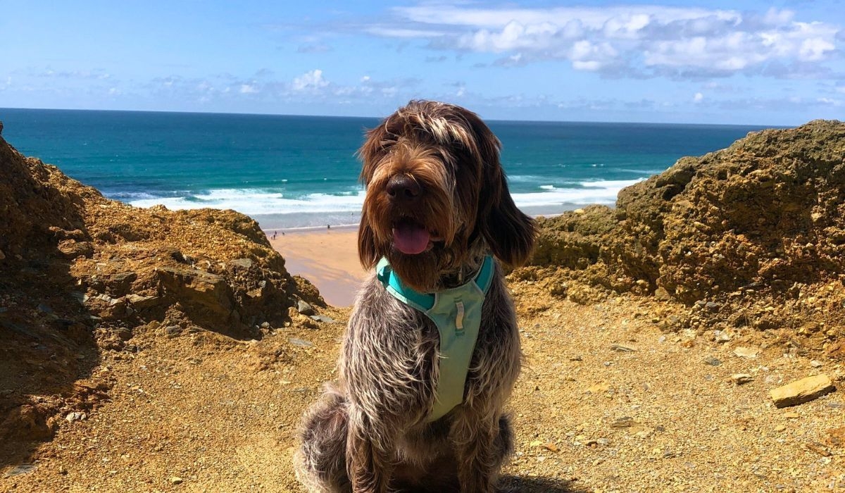 A gorgeous Korthals Griffon sat on the top of a cliff on a sunny day with a calm sea in the background