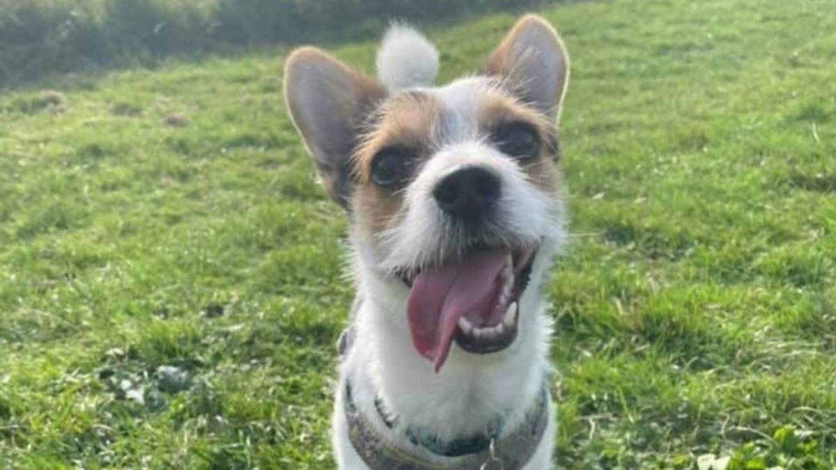 Doggy member Brody, the Jackapoo, smiling at the camera with his tongue out