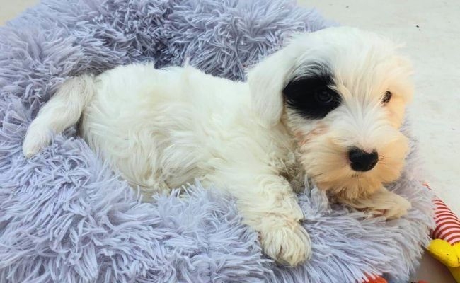 Eddie, the Sealyham Terrier