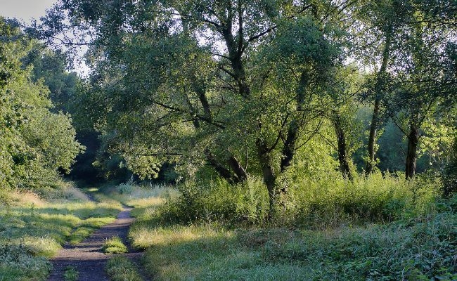 A quiet trail at Wandsworth Common, London