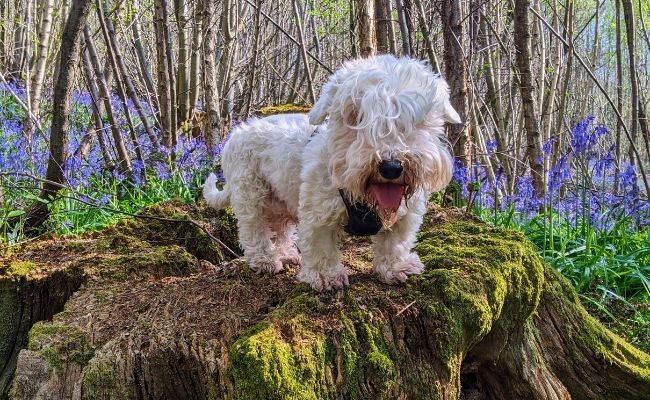 Ollie, the Sealyham Terrier