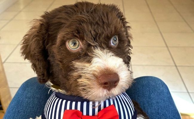 Zuri, the Spanish Water Dog