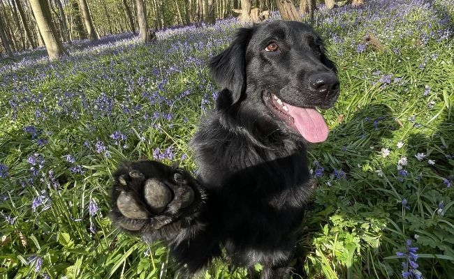 Juno, the Flat Coated Retriever