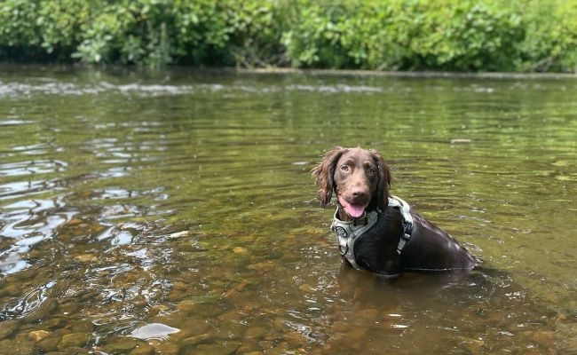 Doggy member Hendricks, the Cocker Spaniel enjoying a swim in the shallow river