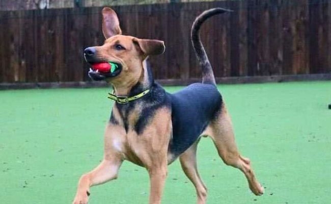 Doggy member Dexter, the Kerry Beagle playing ball, bouncing around in the dog park