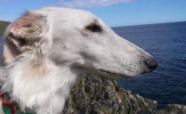 Seldom, the Borzoi