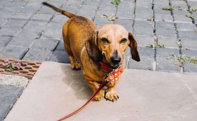 Doggy member, Minnie, on her best behaviour at her borrowers wedding