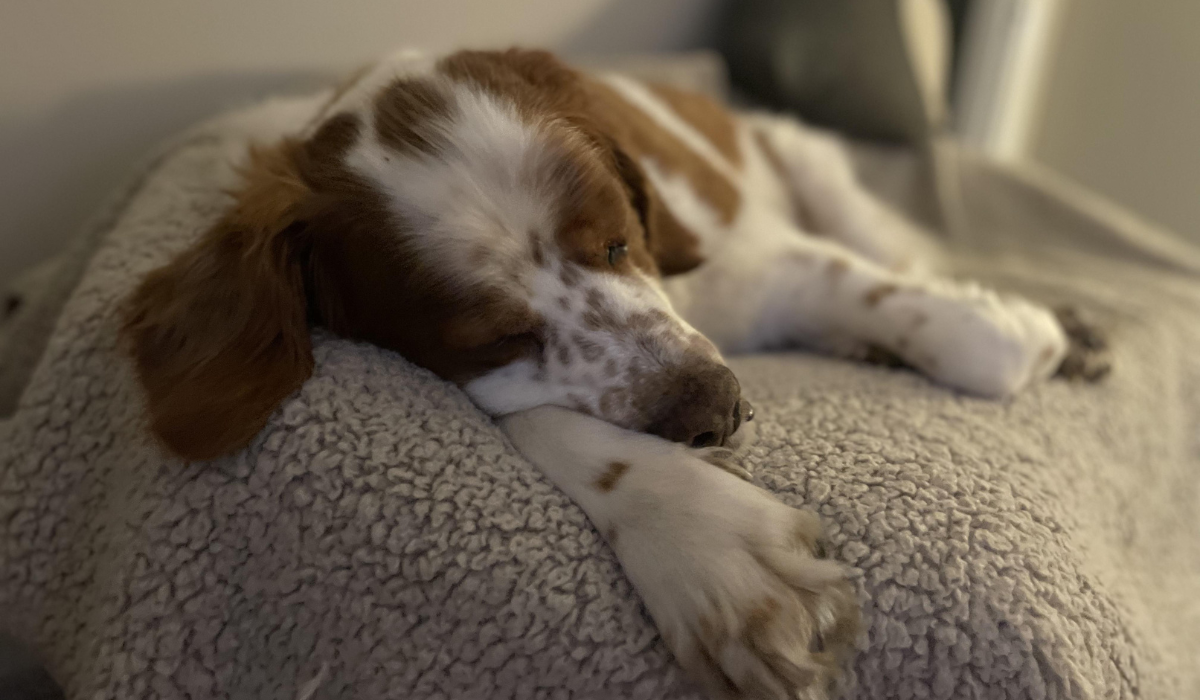 An adorable, white and brown Spaniel is sleeping snuggled in a soft, fleece blanket.