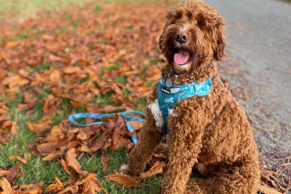 Chewie, the Goldendoodle