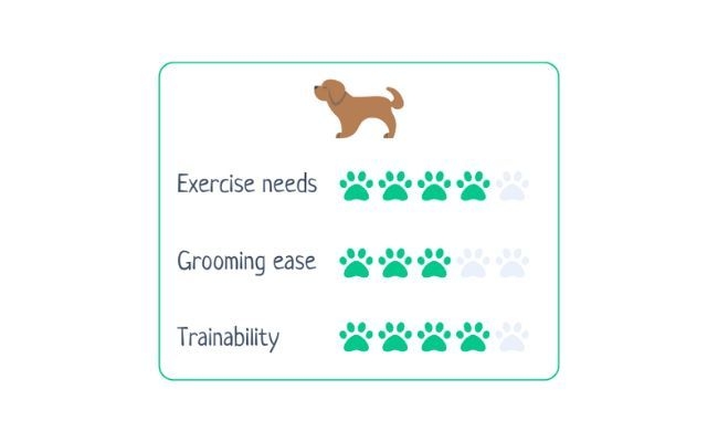 Cocker Spaniel  Exercise Needs 4/5 Grooming Ease 3/5 Trainability 4/5