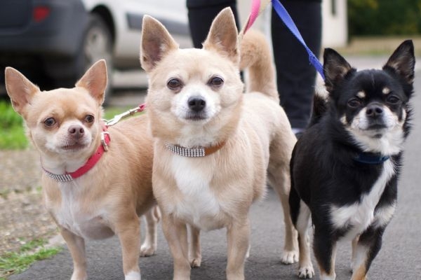 How To Train A Dog To Walk On A Lead