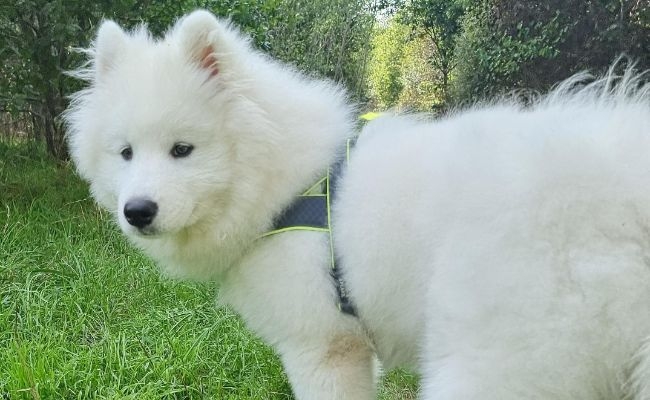 Mellow, the Samoyed