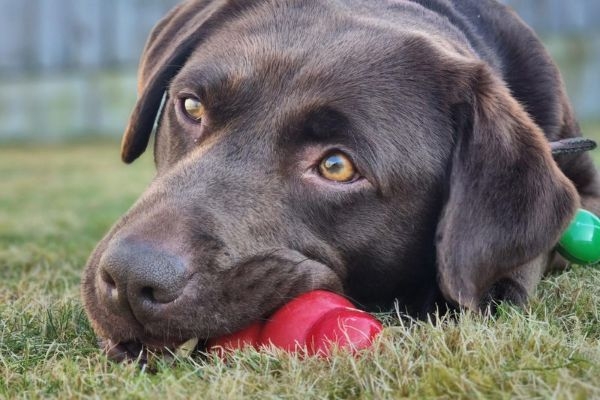 Brie, the Labrador retriever