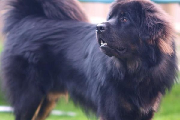 Ecko, the Tibetan Mastiff