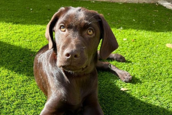 Bella, the Labrador retriever