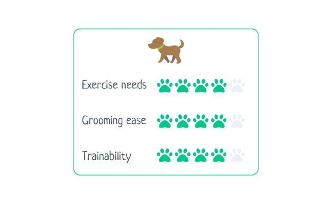 Italian Spinone  Exercise Needs 4/5 Grooming Easy 4/5 Trainability 4/5