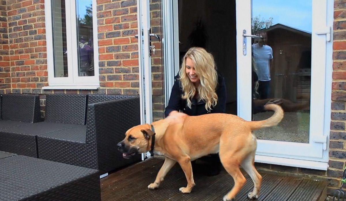 The setting is a back yard. Simba is a large, tan dog with a wide face. His tail is wagging as a woman pays attention to him.