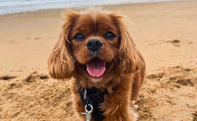 Alfie, the Cavalier King Charles Spaniel