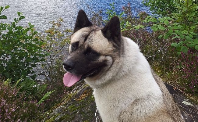 Doggy member Tya, the Japanese Akita Inu sitting next to the lake