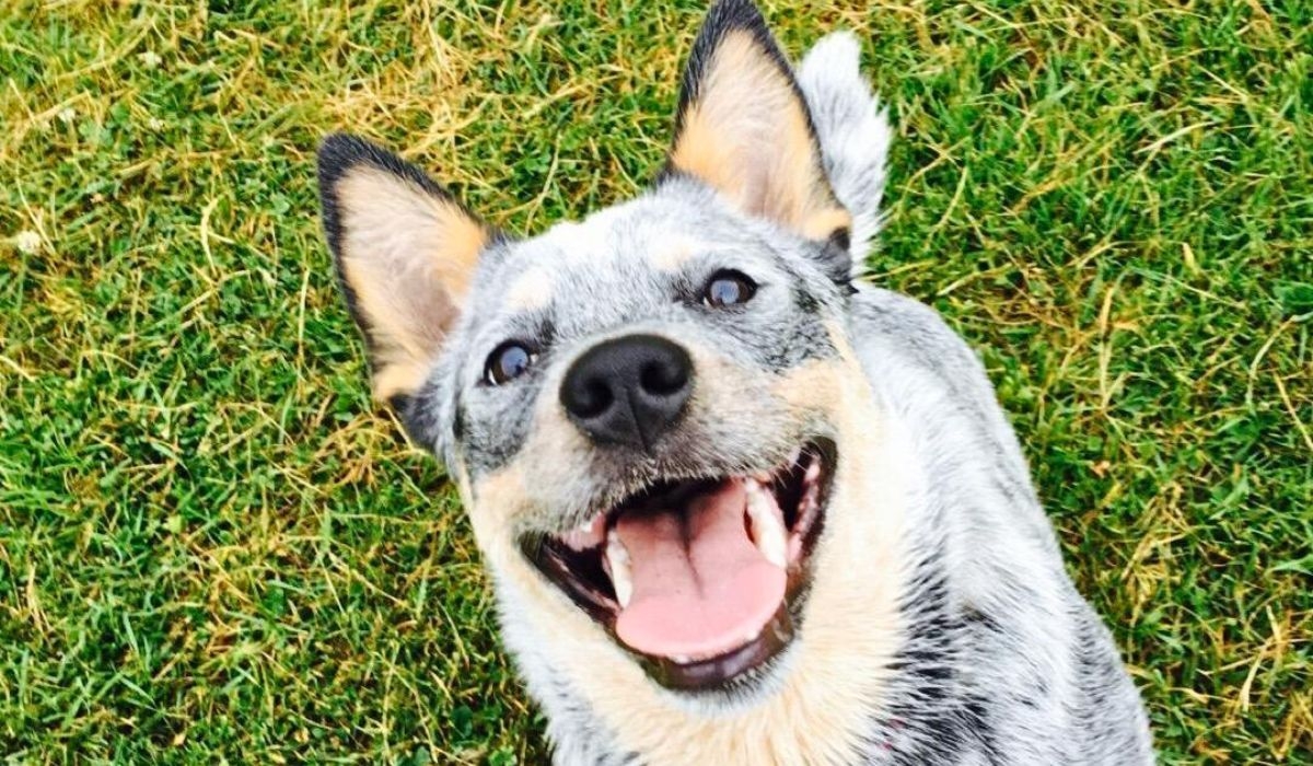 Australian Cattle Dog