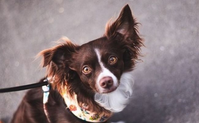 Doggy member Moules Frites, the Papillon looking up with their gorgeous hazel coloured eyes whilst on a walk around town