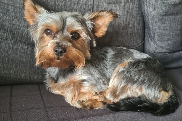 Freddie, the Yorkshire Terrier