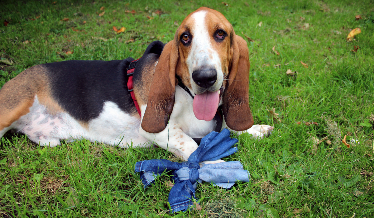 A happy Basset Hound lies in the grass after playing with their DIY denim dog toy.