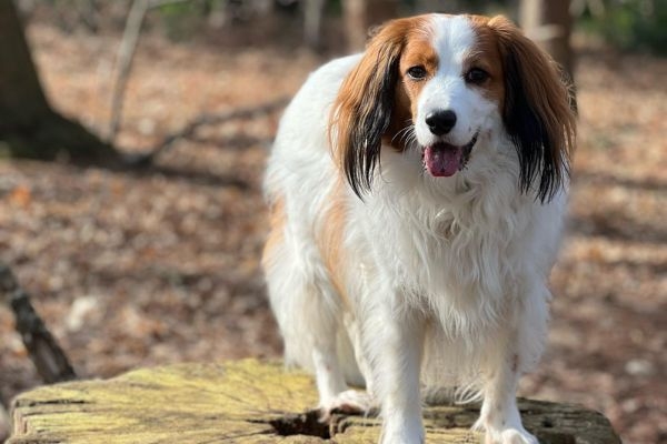 Nala, the Kooikerhondje