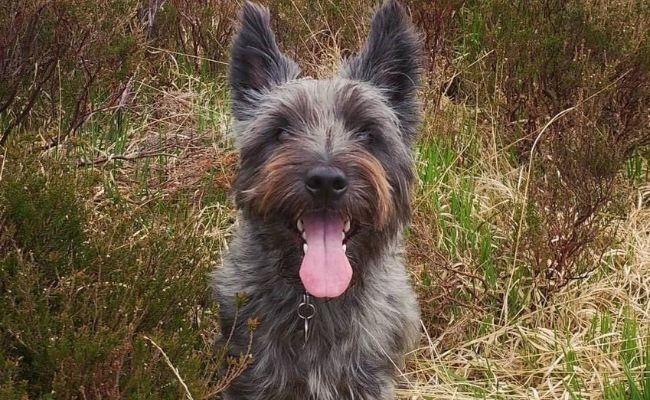 Benji, the Cairn Terrier