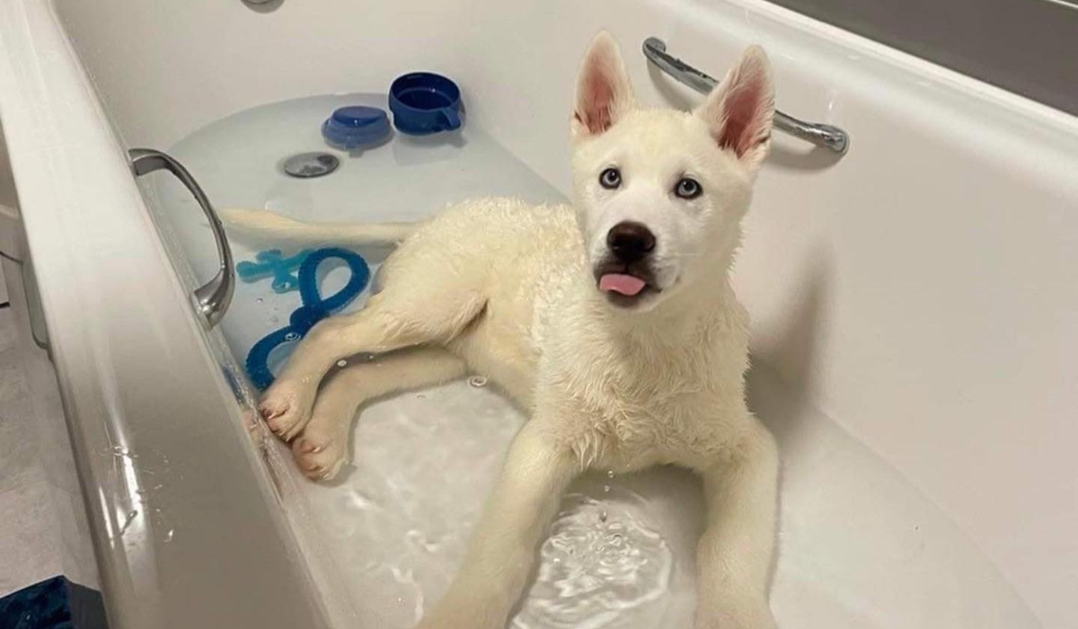 A beautiful white husky is taking a splash in the bath tub with some water toys.