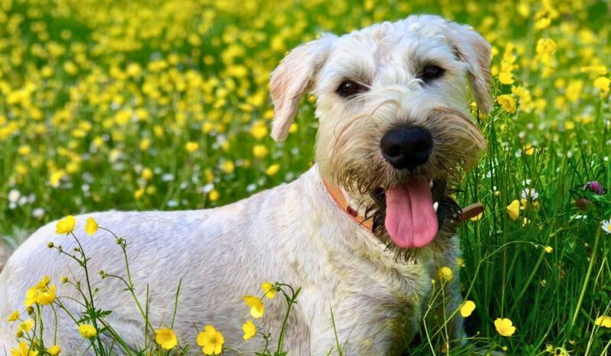 Doggy member Albus, the Soft-Coated Wheaten Terrier in a field of buttercups