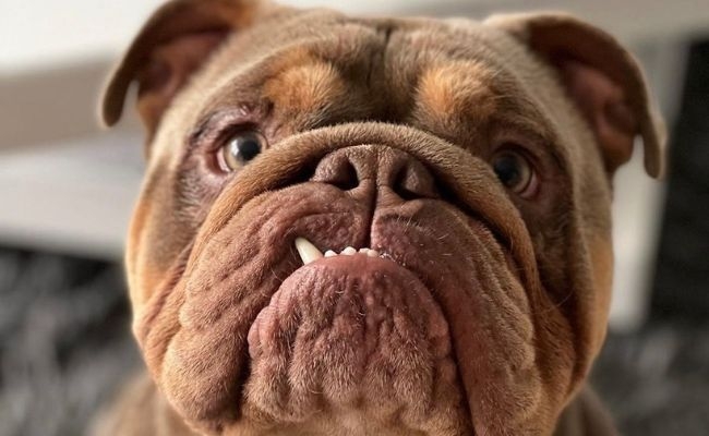 A close up of lovely doggy member Kash, the Bulldog! Kash's bottom teeth are peeping through his lips as he smiles.