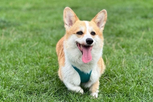 Tia the Pembroke Welsh Corgi happily running through a grassy field