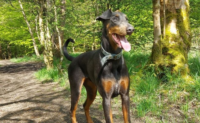 Frankie, the Doberman