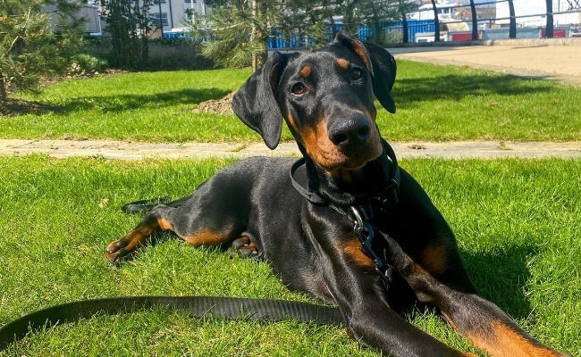 Zayba, the Doberman