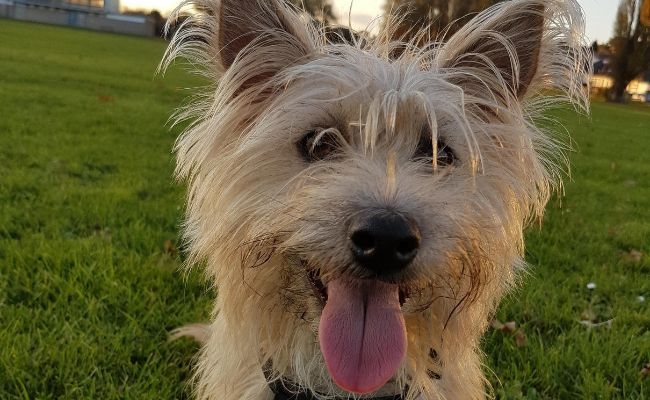 Ernie, the Cairn Terrier