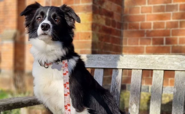 Dora, the Border Collie