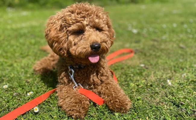 Doggy member Teddy, the Cavachon, is lying in the grass with his training lead attached to his collar