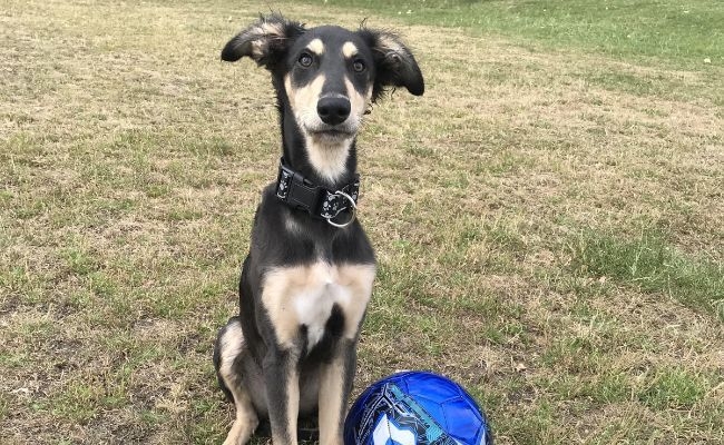 Jet, the Saluki