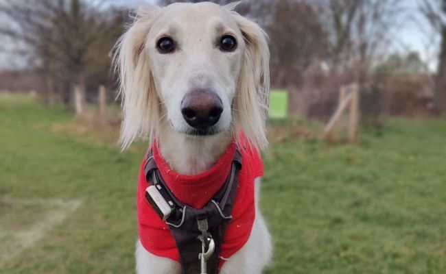 Albert, the Saluki