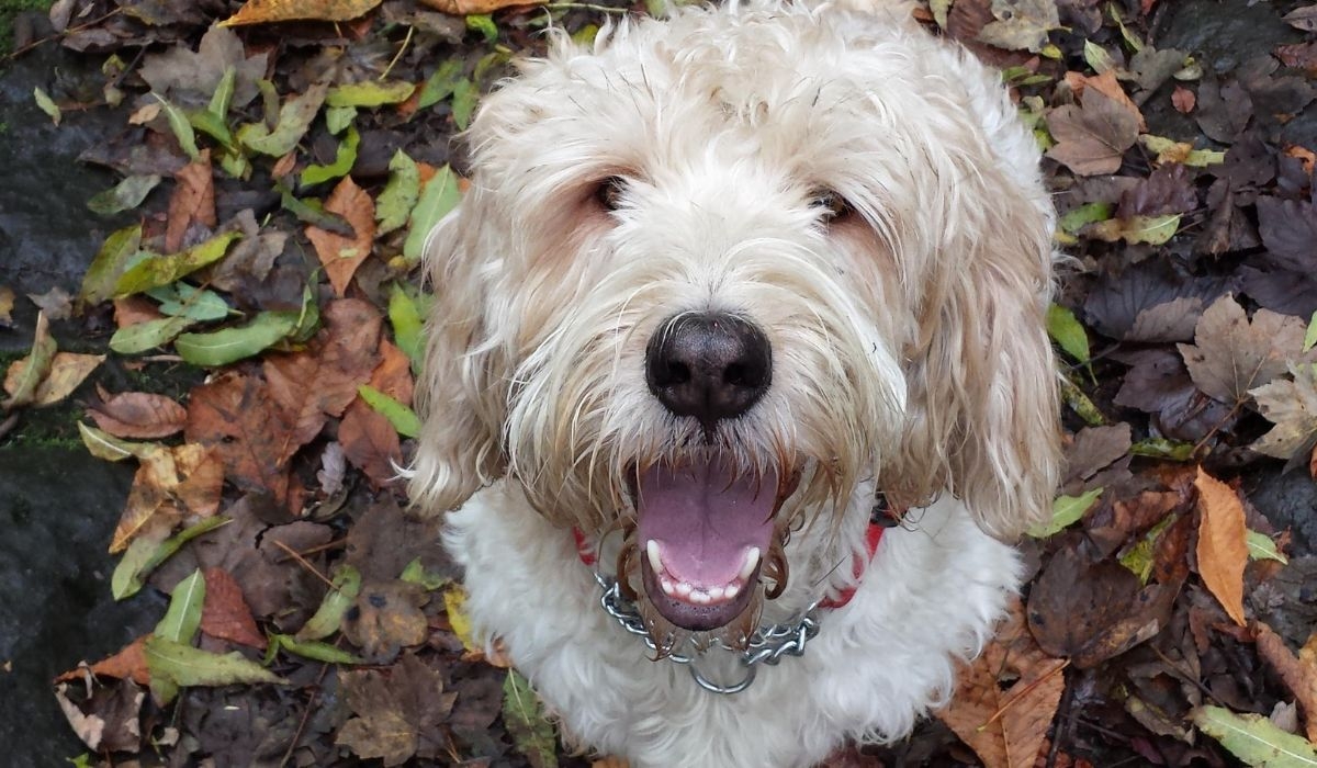 A happy fawn dog, with a thick, wavy coat and a black nose, looks up at the camera while sitting on autumn leaves