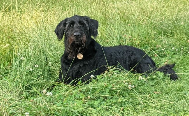 Sasha, the Giant Schnauzer