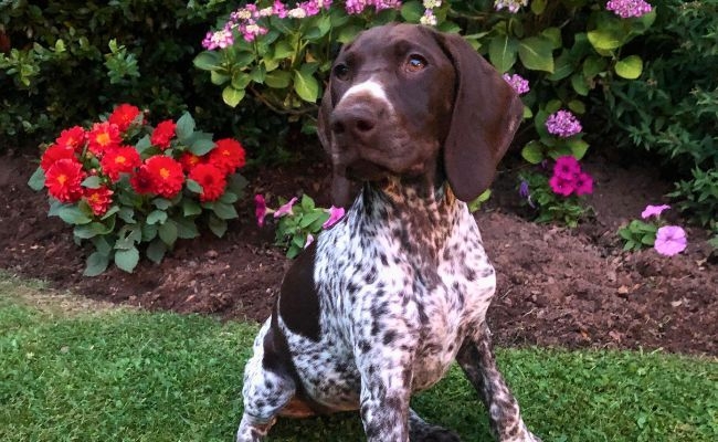 Olive, the Pointer