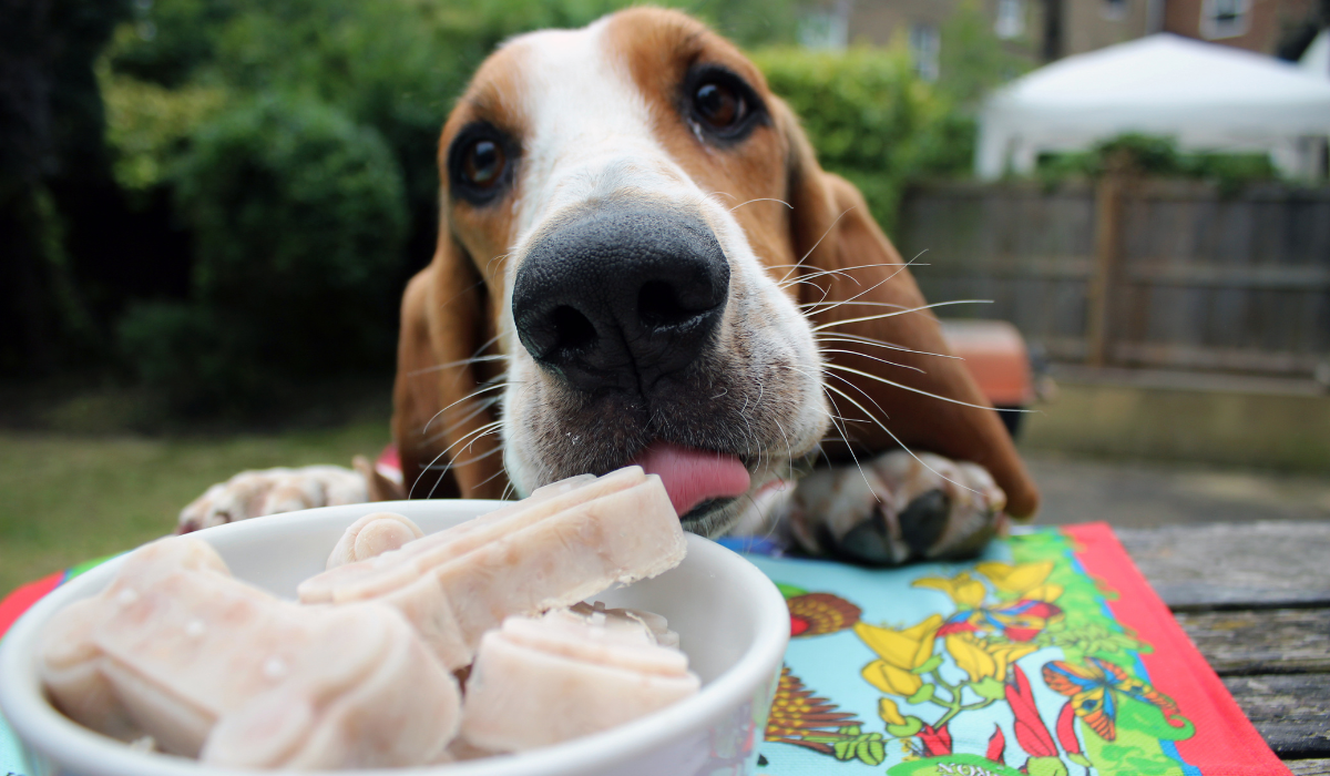 An eager Bassett Hound has their paws up on the table and is stretching towards the bowl of Froxen Yoghurt Bones placed in front of them, with their tongue peeping out.