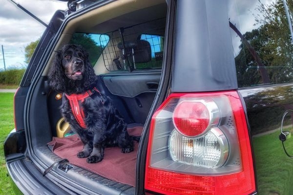 Rosie, the Cocker Spaniel