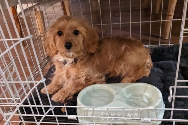 Mabel, the cavapoo