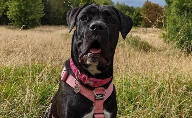 Nova, the Cane Corso