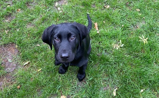 Murphy, a doggy fighting loneliness