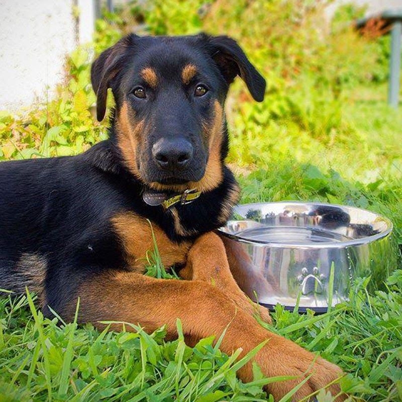 A handsome, black and tan dog is taking a break in the garden, next to their water bowl. He's lying down but has his head raised looking directly at the camera to pose for a photo.